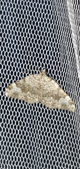 Nebula tophaceata  - Melchior Viallet