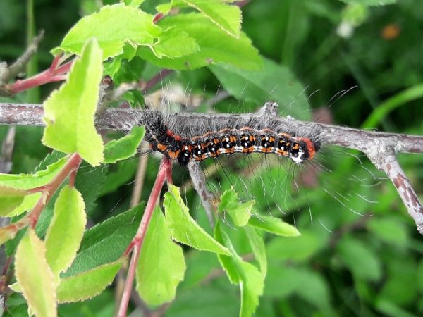 Acronicta tridens  - Sylvain Lethuillier