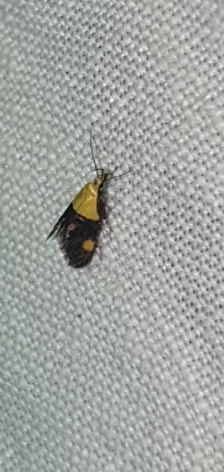 Oecophora bractella  - Melchior Viallet