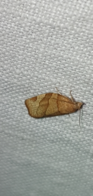 Pandemis cerasana  - Melchior Viallet