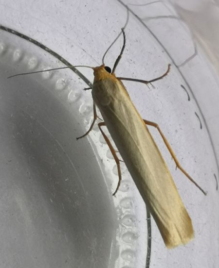 Eilema sp.  - Françoise Rauzieres (TGB-SSNTG)