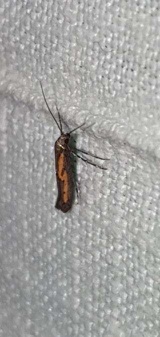 Ochromolopis ictella  - Melchior Viallet