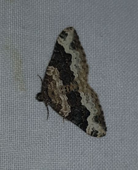 Epirrhoe galiata  - Thomas Lux