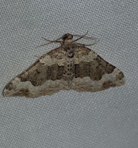Epirrhoe galiata  - Thomas Lux