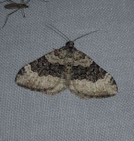 Epirrhoe galiata  - Thomas Lux
