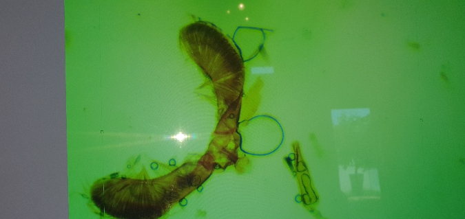 Pammene amygdalana  - Melchior Viallet