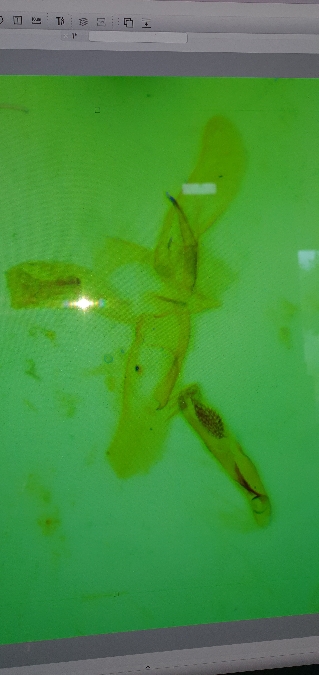 Oegoconia deauratella  - Melchior Viallet