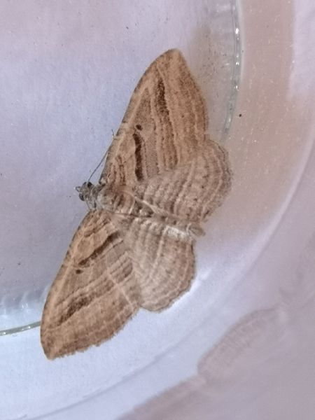 Costaconvexa polygrammata  - Françoise Rauzieres (TGB-SSNTG)