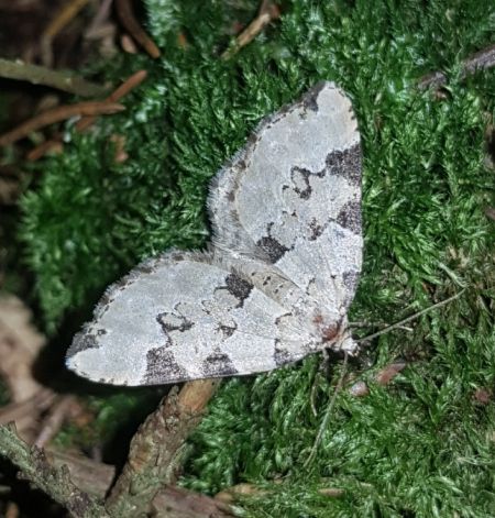 Colostygia pectinataria  - Thomas Lux