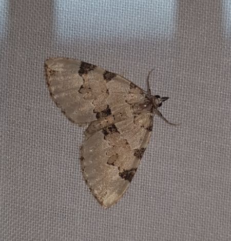 Colostygia pectinataria  - Thomas Lux