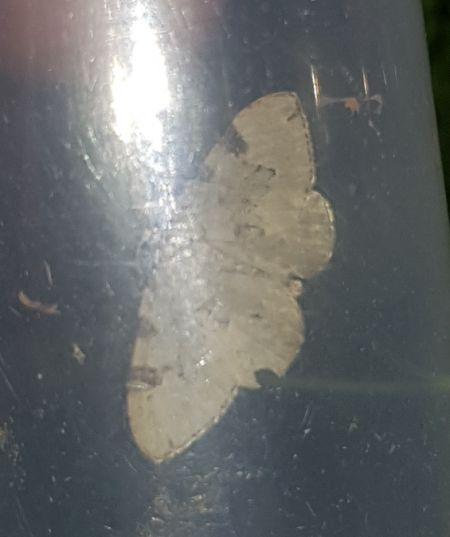 Colostygia pectinataria  - Thomas Lux