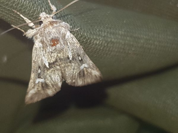 Calophasia lunula  - Thomas Lux