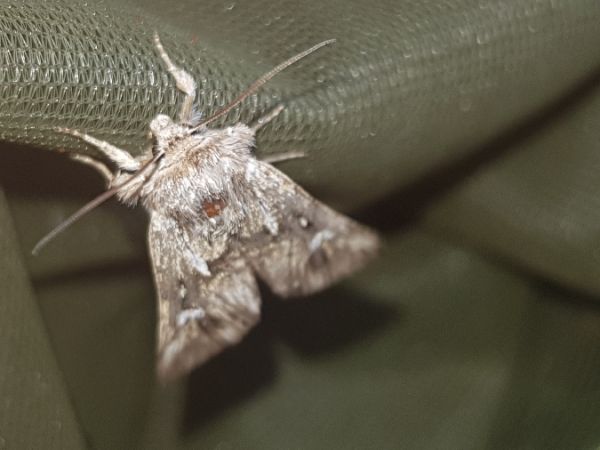 Calophasia lunula  - Thomas Lux