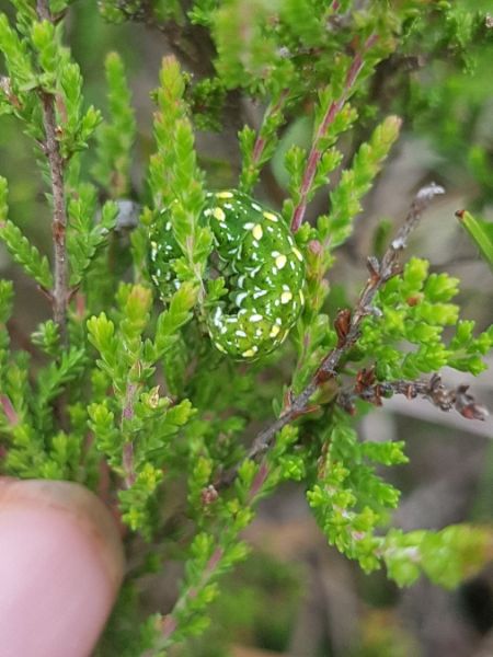 Anarta myrtilli  - Thomas Lux