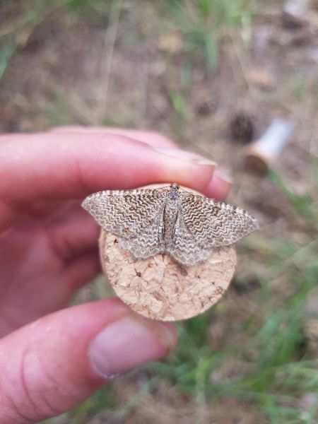 Rheumaptera undulata  - Thomas Lux