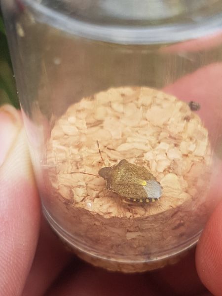Peribalus strictus vernalis  - Thomas Lux