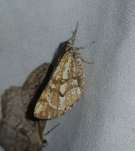 Bupalus piniaria  - Thomas Lux