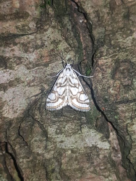 Nymphula nitidulata  - Thomas Lux