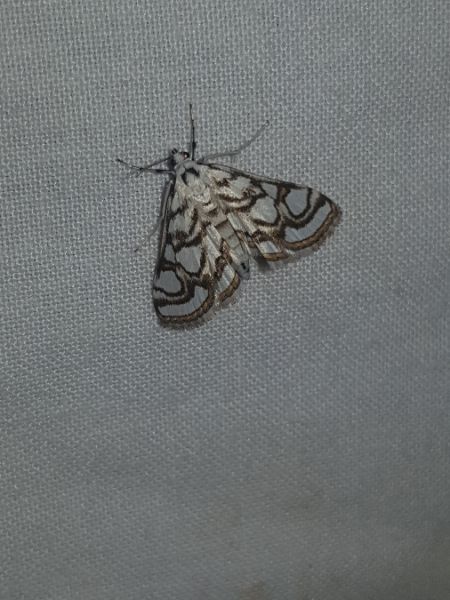 Nymphula nitidulata  - Thomas Lux