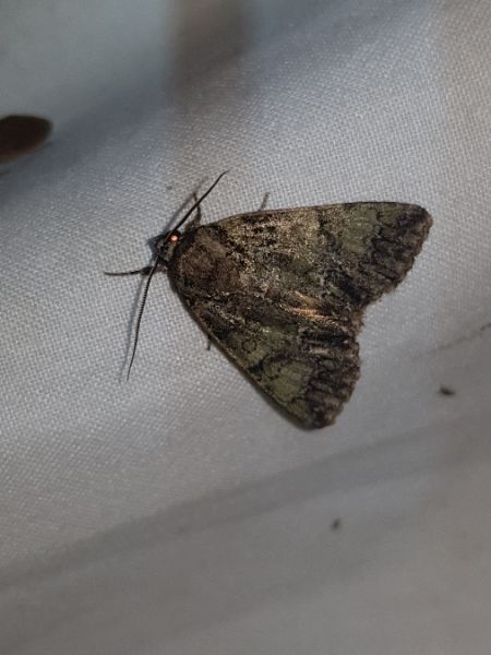 Polyphaenis sericata  - Thomas Lux