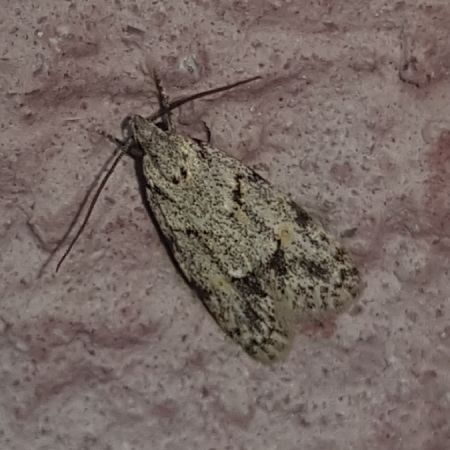Symmoca signatella  - Thomas Lux