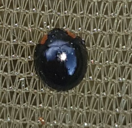 Exochomus nigromaculatus  - Thomas Lux