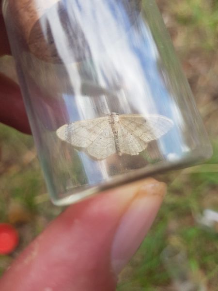 Idaea deversaria  - Thomas Lux