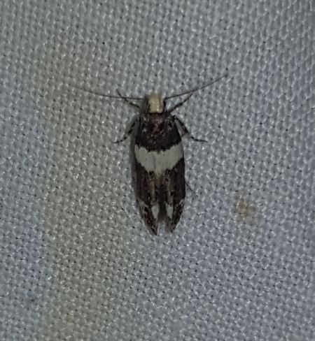 Recurvaria leucatella  - Thomas Lux