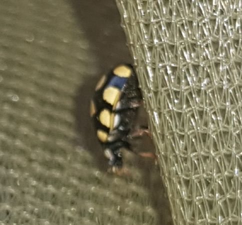 Coccinelle aux 14 points jaunes  - Thomas Lux