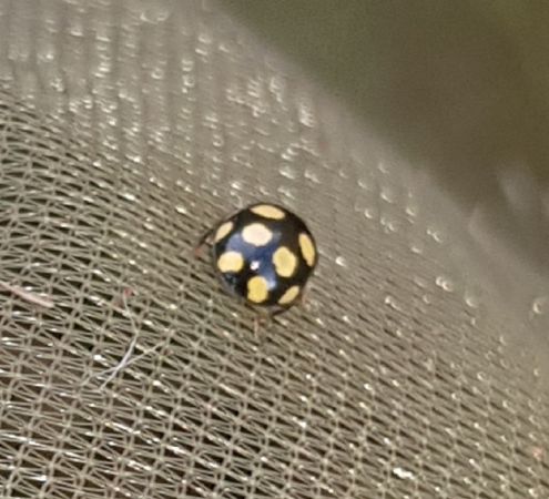 Coccinula quatuordecimpustulata  - Thomas Lux
