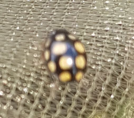Coccinelle aux 14 points jaunes  - Thomas Lux