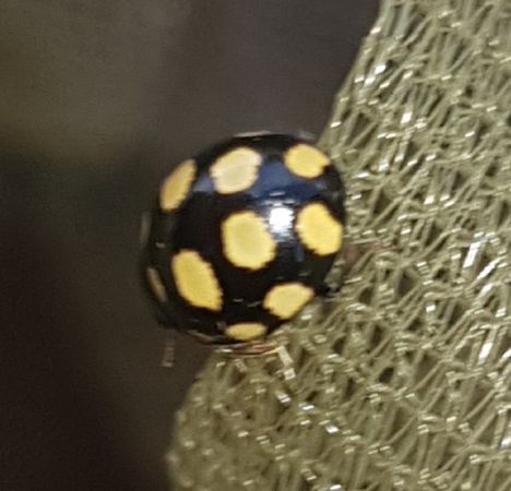 Coccinelle aux 14 points jaunes  - Thomas Lux