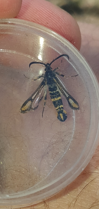 Bembecia uroceriformis  - Melchior Viallet
