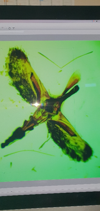 Bembecia uroceriformis  - Melchior Viallet