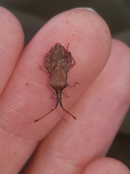 Haploprocta sulcicornis  - Thomas Lux