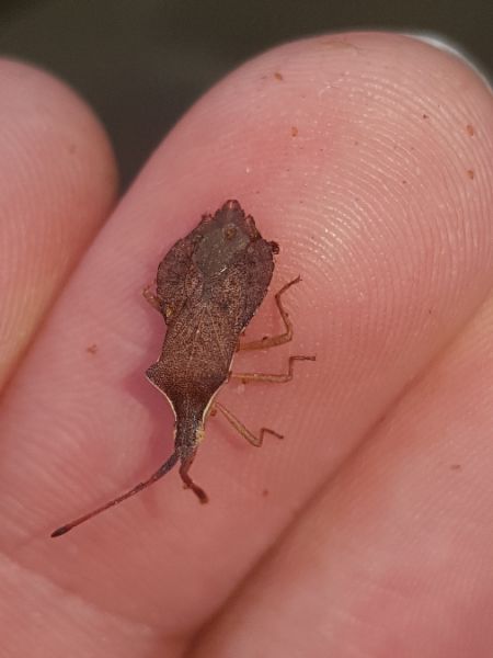 Haploprocta sulcicornis  - Thomas Lux