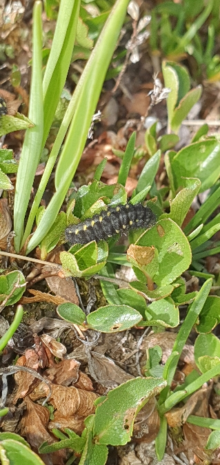Zygène des sommets  - Melchior Viallet