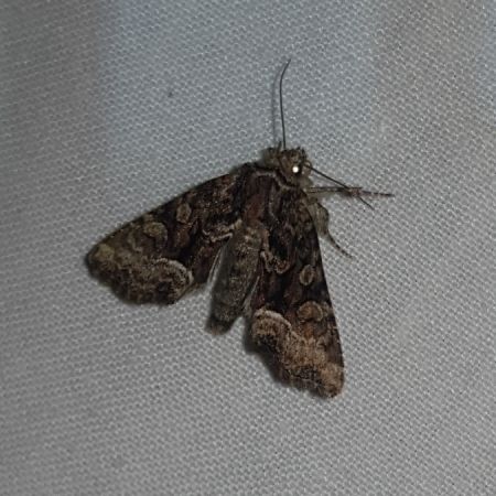 Oligia sp.  - Thomas Lux