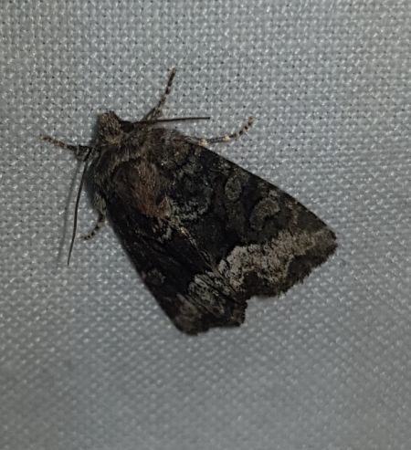Oligia sp.  - Thomas Lux