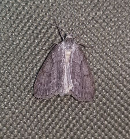 Pachycnemia hippocastanaria  - Thomas Lux