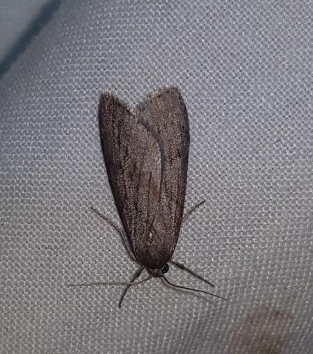 Pachycnemia hippocastanaria  - Thomas Lux