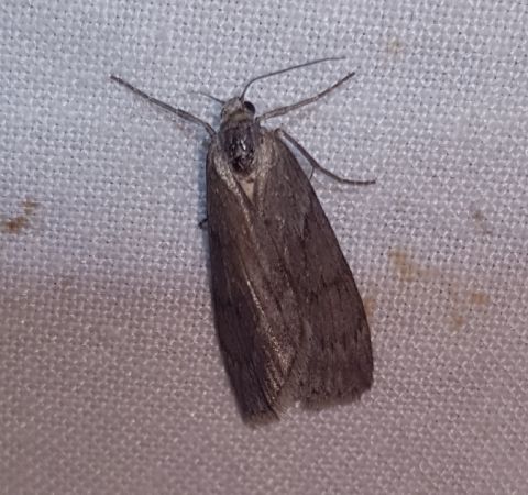 Pachycnemia hippocastanaria  - Thomas Lux