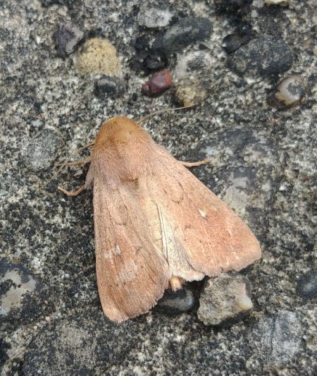 Mythimna ferrago 