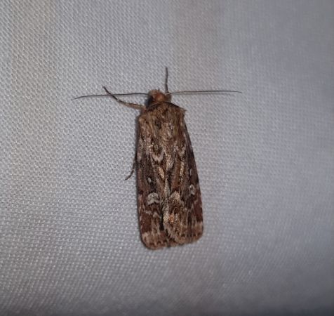 Lycophotia porphyrea  - Thomas Lux