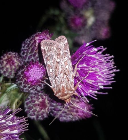 Lycophotia porphyrea  - Thomas Lux