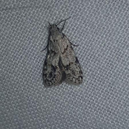 Symmoca signatella  - Thomas Lux