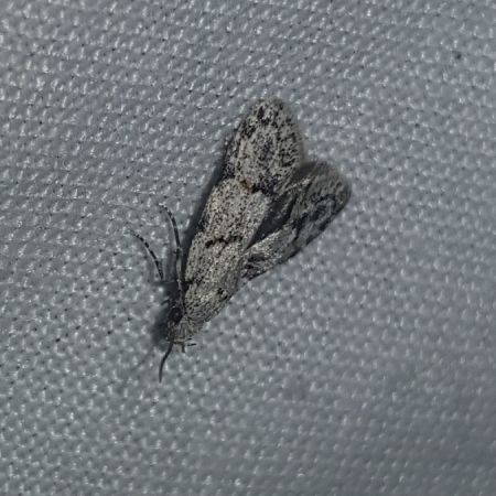 Symmoca signatella  - Thomas Lux