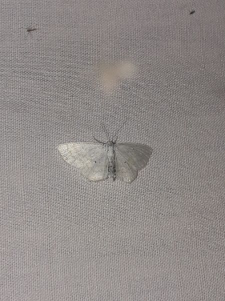 Scopula immutata  - Sylvain Lethuillier