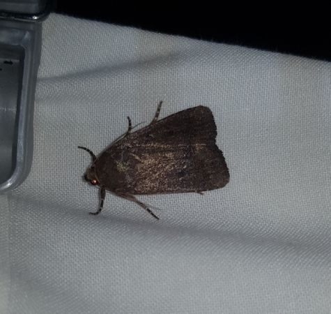 Amphipyra tragopoginis  - Thomas Lux