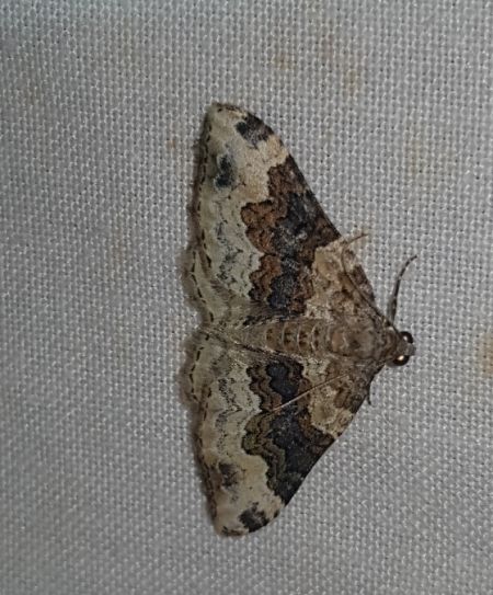Epirrhoe galiata  - Thomas Lux